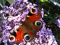 Butterfly in the garden last summer when i started to put the right plants in.