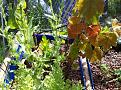 things growing in the aquaponics garden